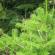 Пихта (Abies) род голосеменных растений семейства Сосновые (Pinaceae) Пихта светолюбивая